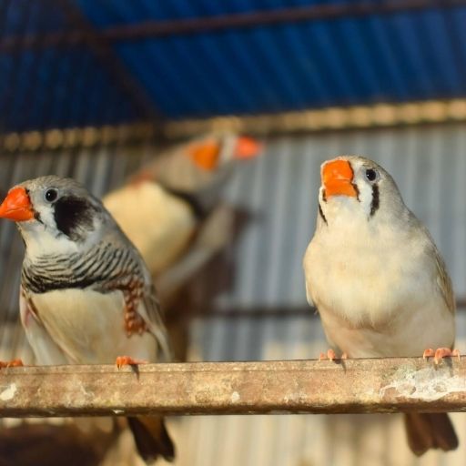 Birds